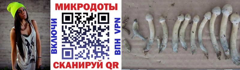 сколько стоит  Бор  Галлюциногенные грибы Cubensis 